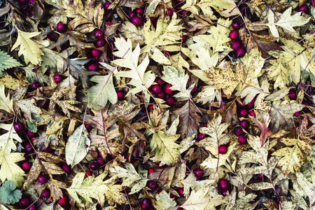 Red fruits of hawthorn. Yellow leaves. Autumn background.の写真素材