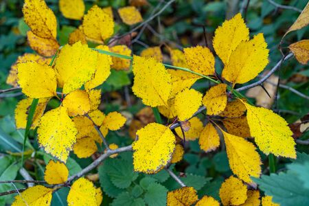 Yellow leaves of a tree. Autumn background.の写真素材