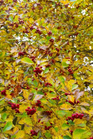 Red fruits of hawthorn. Yellow leaves. Autumn background.の写真素材