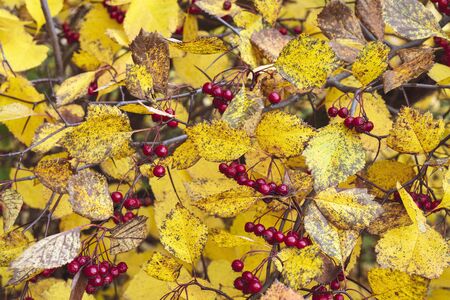 Red fruits of hawthorn. Yellow leaves. Autumn background.の写真素材
