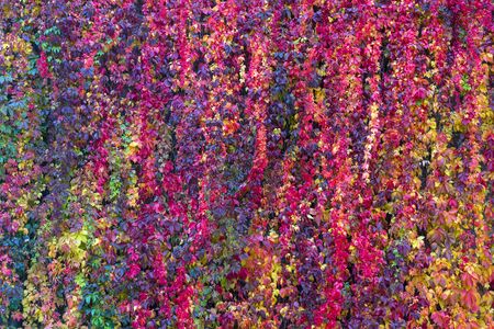 Creeping plant wild grape. Red and orange autumn leaves. Autumn background.の写真素材