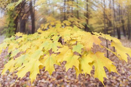 Yellow leaves of a tree. Autumn background.