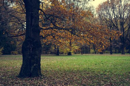 Yellow leaves of an old oak. Autumn background.の写真素材