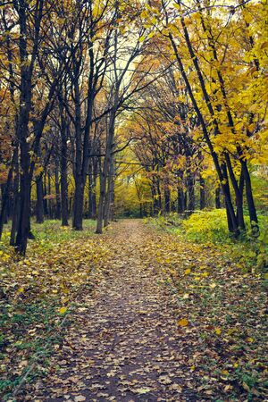 Alley in the autumn park. Fallen leaves. Sad autumn landscape.の写真素材