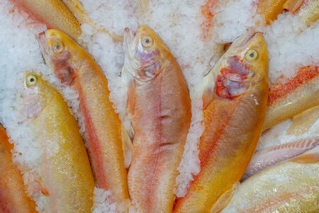 Pink trout is sold in the store. Fish on ice.の写真素材