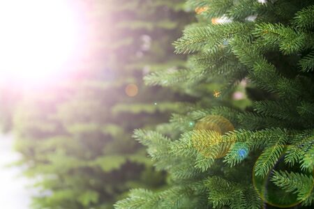 Green spruce - christmas tree. Defocus. Background for design.の写真素材