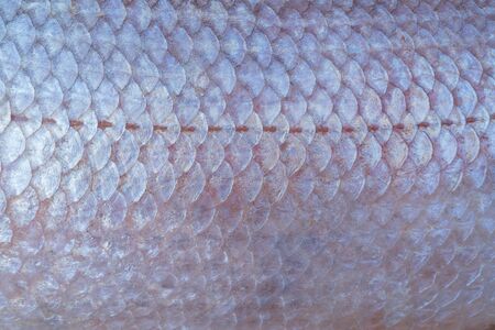 Large fish scales. Natural texture. Symmetrical pattern of scales.の写真素材