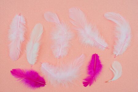 White bird feathers on an abstract pink background. Holiday valentine's day greeting card.の写真素材