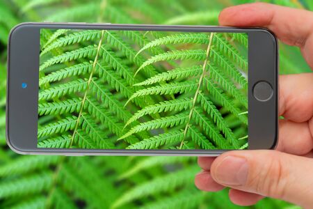 Beautiful pattern of green leaves. Photo smartphone. Smartphone in hand. Fern in monitor.
