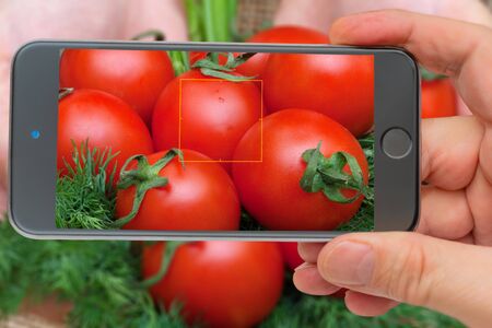 Fresh vegetables. Ingredients for cooking. Tomatoes in the smartphone screen.の写真素材