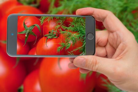 Fresh vegetables. Ingredients for cooking. Tomatoes in the smartphone screen.