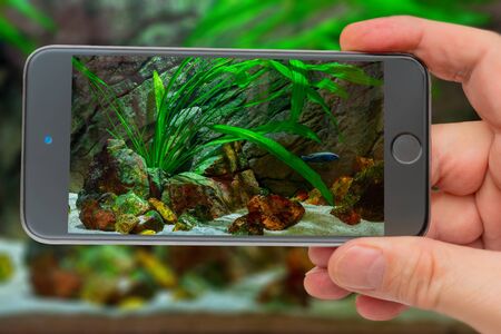Underwater world of aquarium. Plants and fish in freshwater aquarium. Natural background Natural...
