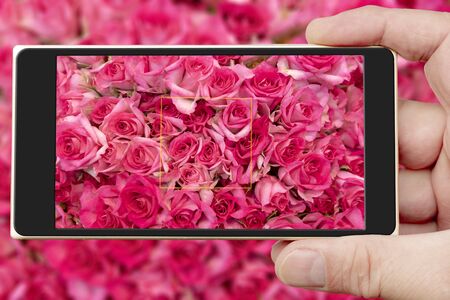 Roses on smartphone screen. Beautiful pink flowers. Spring flowering.の写真素材
