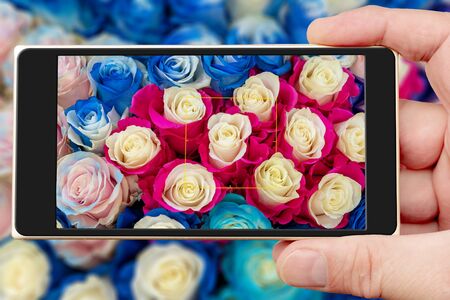 Roses on smartphone screen. Beautiful pink flowers. Spring flowering.