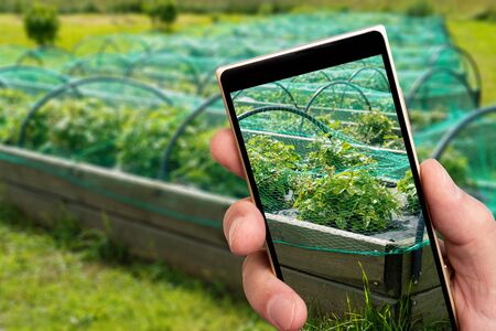 Strawberry beds on smartphone screen. Growing berries on farm.の写真素材
