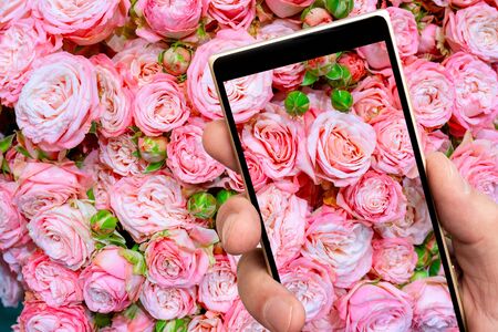 Beautiful pink roses on smartphone screen. Floral abstract background for wedding and engagement.の写真素材