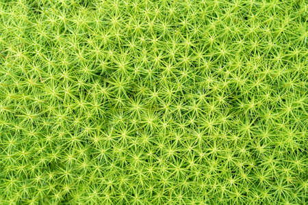 Green forest moss pattern. Natural beautiful background.の写真素材