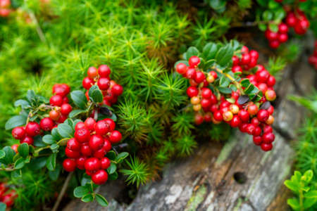 Lingonberry bushes in the forest. Red ripe wild berries. Natural background.の写真素材