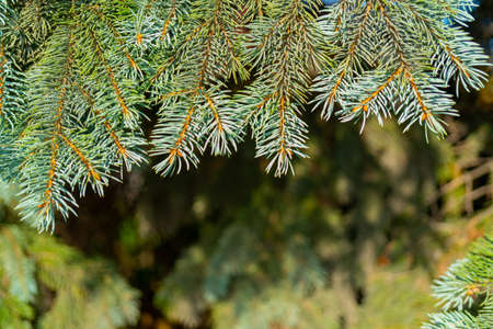 Green branches of a pine tree. Natural spruce texture.