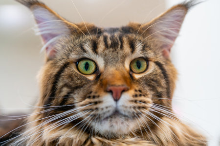 The Maine Coon is a large domesticated cat breed.の写真素材