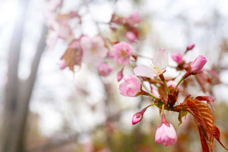 Sakura blossom in spring. Beautiful pink flowers of the tree.の写真素材