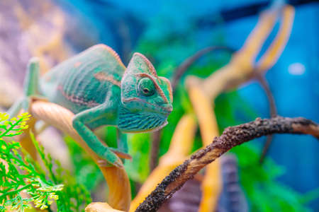 Green chameleon on a branch. Domestic pet exotic tropical animal.の写真素材