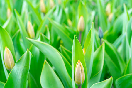 Beautiful buds of tulips in spring. Natural green background.の写真素材