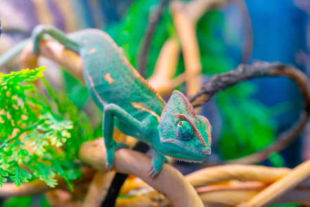 Green chameleon on a branch. Domestic pet exotic tropical animal.の写真素材