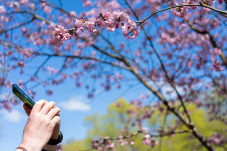 Spring cherry blossom. Beautiful pink floral background.の写真素材