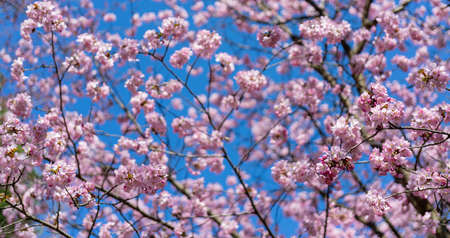 Spring cherry blossom. Beautiful pink floral background.の写真素材