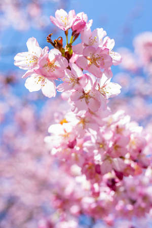 Spring cherry blossom. Beautiful pink floral background.の写真素材