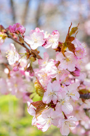 Spring cherry blossom. Beautiful pink floral background.の写真素材
