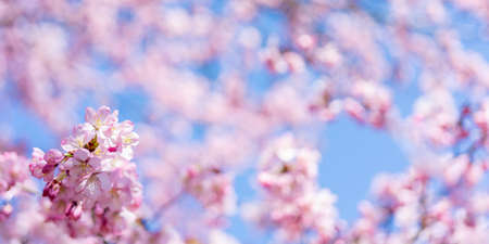Spring cherry blossom. Beautiful pink floral background.の写真素材