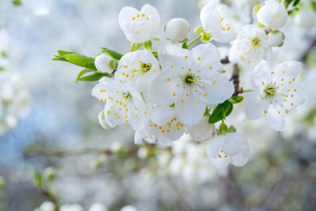 Spring cherry blossom.の写真素材