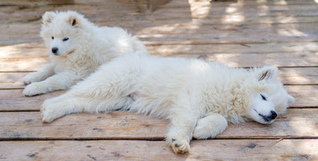 White Samoyed husky puppy. Friendly dogs with fluffy coat.の写真素材