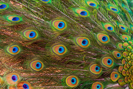Beautiful bright peacock with a loose tail.