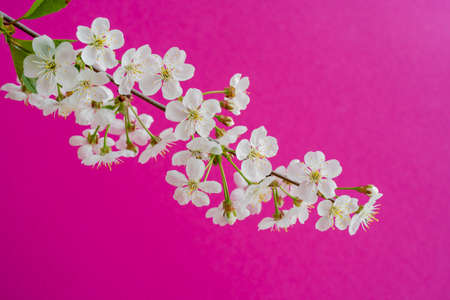 Blooming cherry branch. Spring white flowers. Wine tree in bloom.