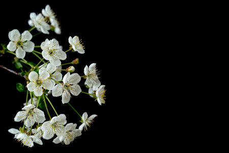 Blooming cherry branch. Spring white flowers. Wine tree in bloom.の写真素材