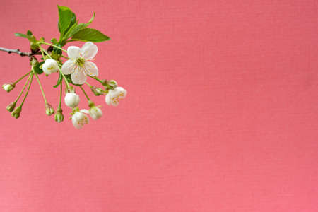 Blooming cherry branch. Spring white flowers. Wine tree in bloom.の写真素材