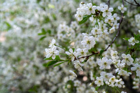 Blooming cherry branch. Spring white flowers. Wine tree in bloom.の写真素材