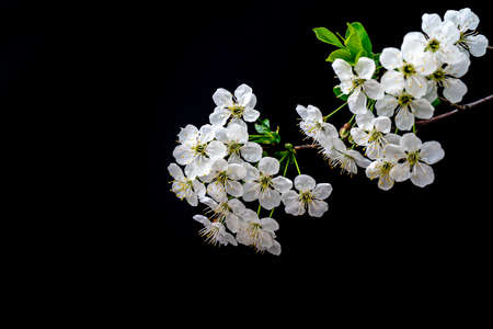 Blooming cherry branch. Spring white flowers. Wine tree in bloom.の写真素材