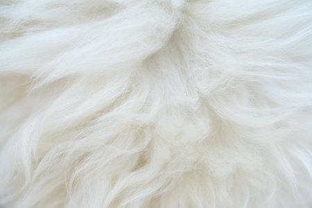 Beautiful thick fluffy white animal fur.の写真素材
