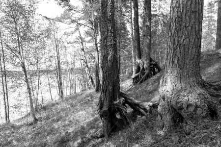 Trunks of old pine trees in the summer forest.の写真素材