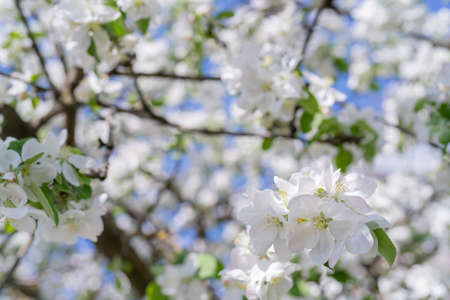 Branches of blooming apple trees in spring. Beautiful floral white background.