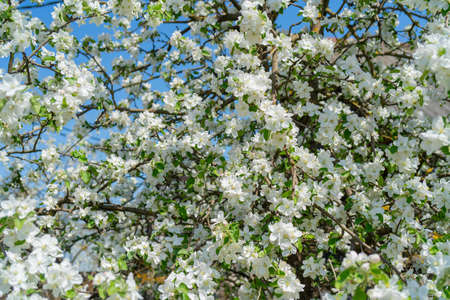Branches of blooming apple trees in spring. Beautiful floral white background.