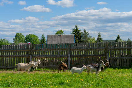 Goats graze on the grass. Summer pet on the farm.の写真素材