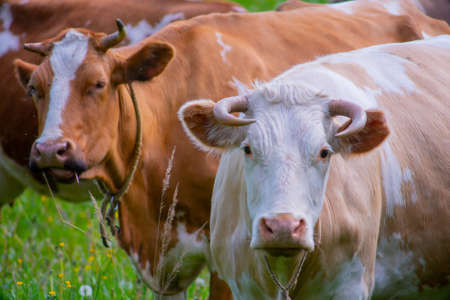 A beautiful cow grazes in the summer on a green meadow. The pet looks directly into the camera...