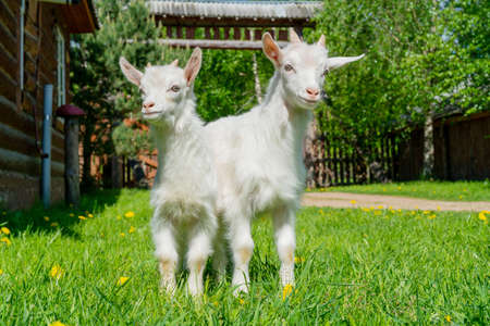 Two cute little white goat. Summer pet on the farm.の写真素材
