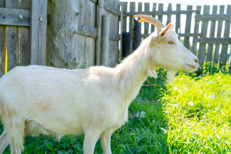 A pet goat enters the wooden gate. Pets on the farm.の写真素材