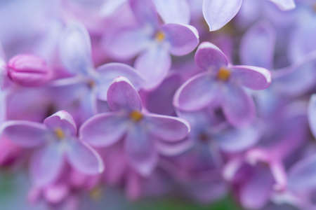 Beautiful blurred background of lilac flowers of lilac. Natural floral background.の写真素材